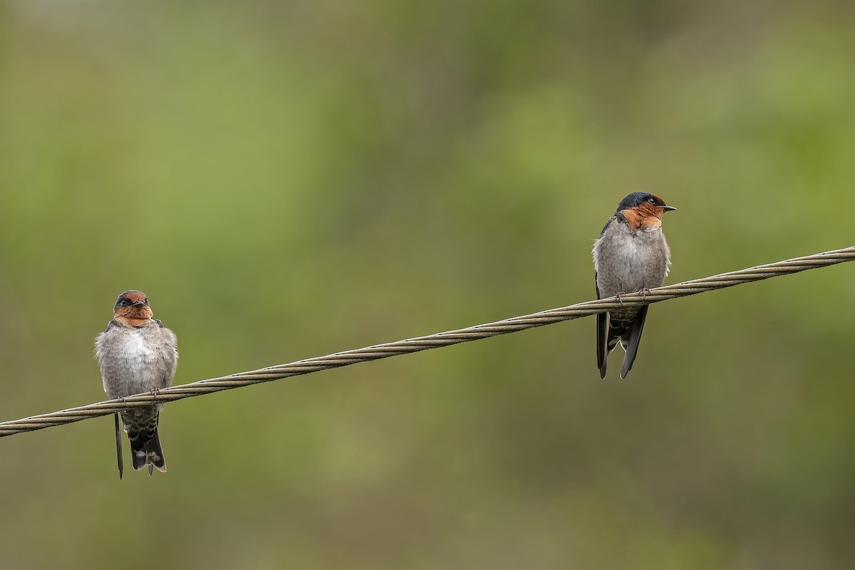 Hill Swallow - ML638782101