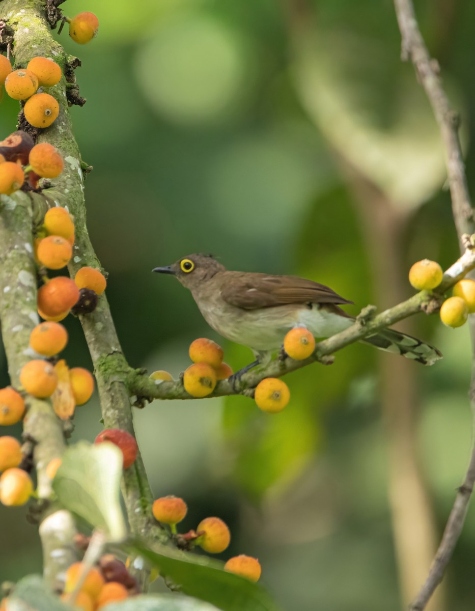 Yellow-wattled Bulbul - ML638782103