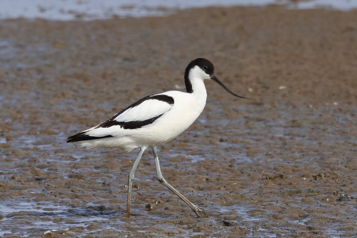 Pied Avocet - ML638782106