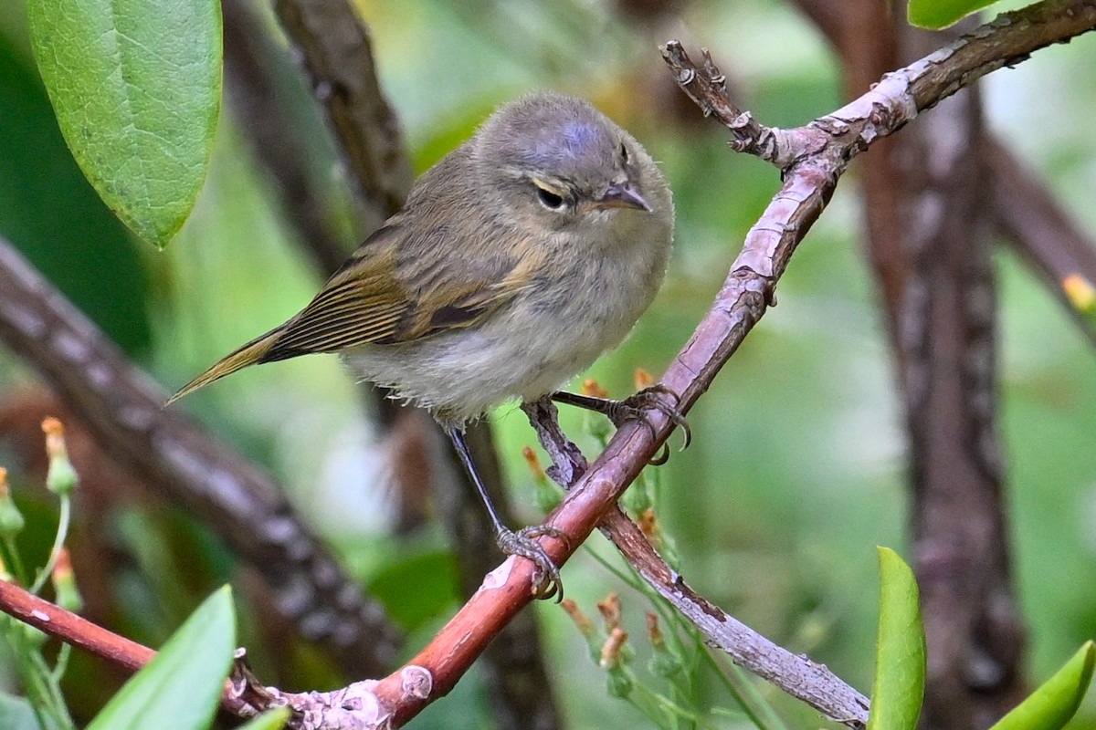 Common Chiffchaff - ML638782107