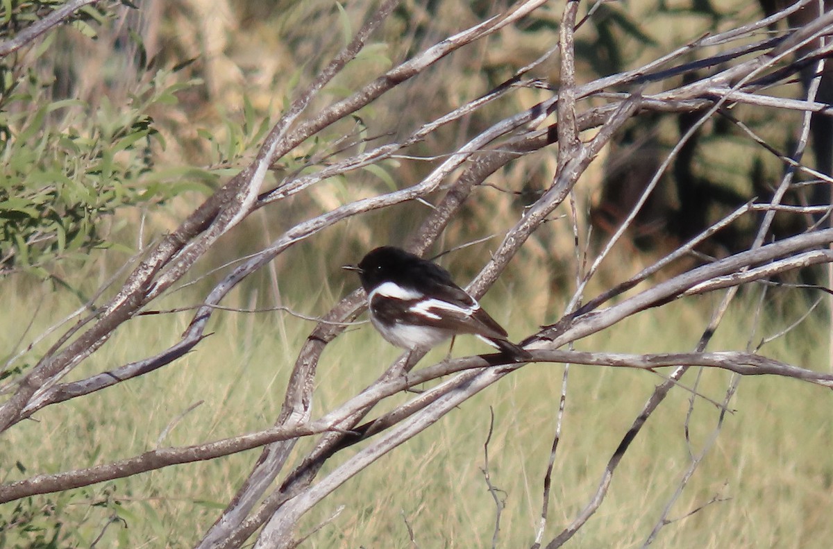 Hooded Robin - ML638782120