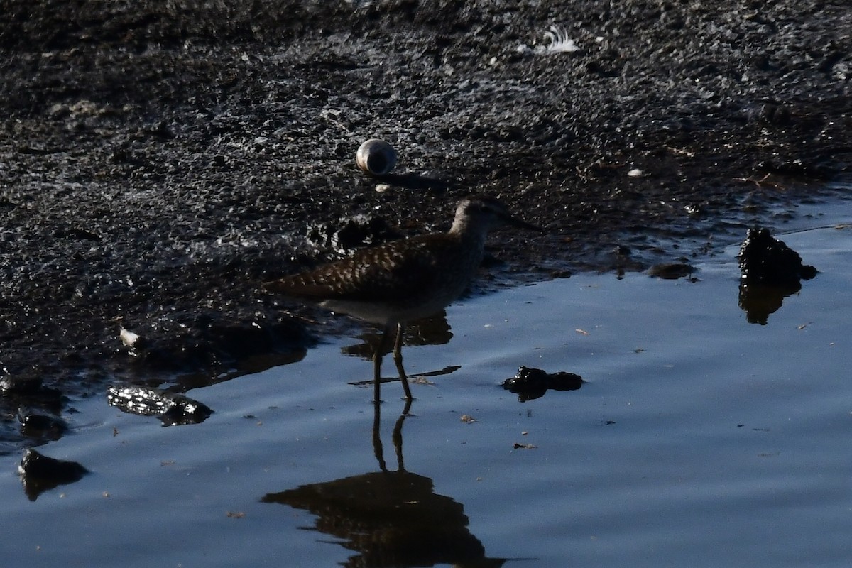 Wood Sandpiper - ML638782122