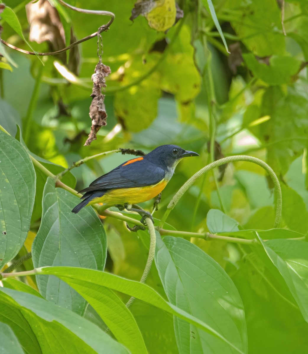 Orange-bellied Flowerpecker - ML638782123