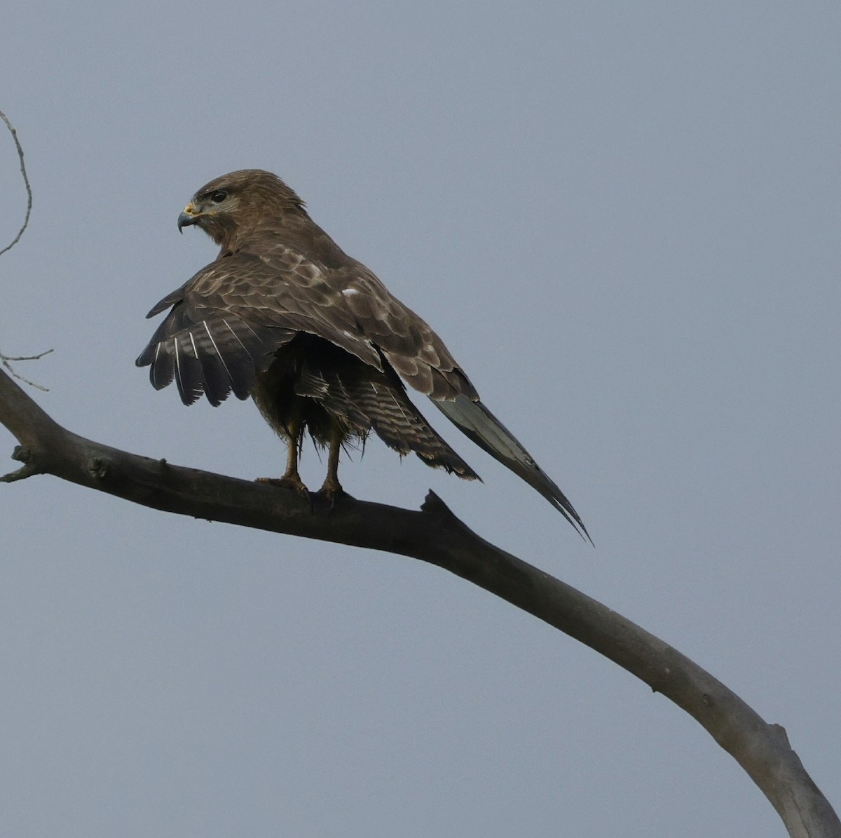 Common Buzzard - ML638782127