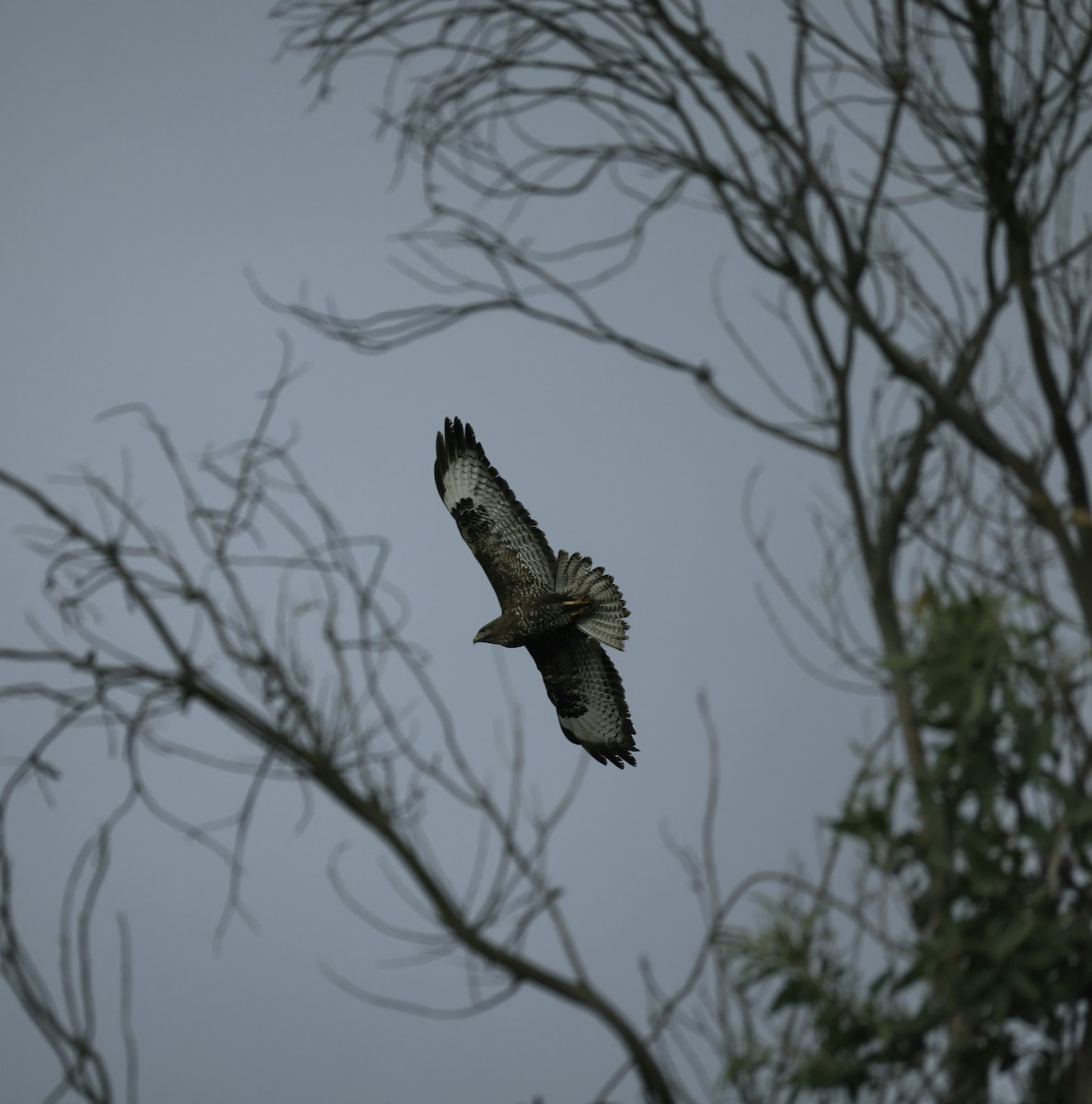 Common Buzzard - ML638782128