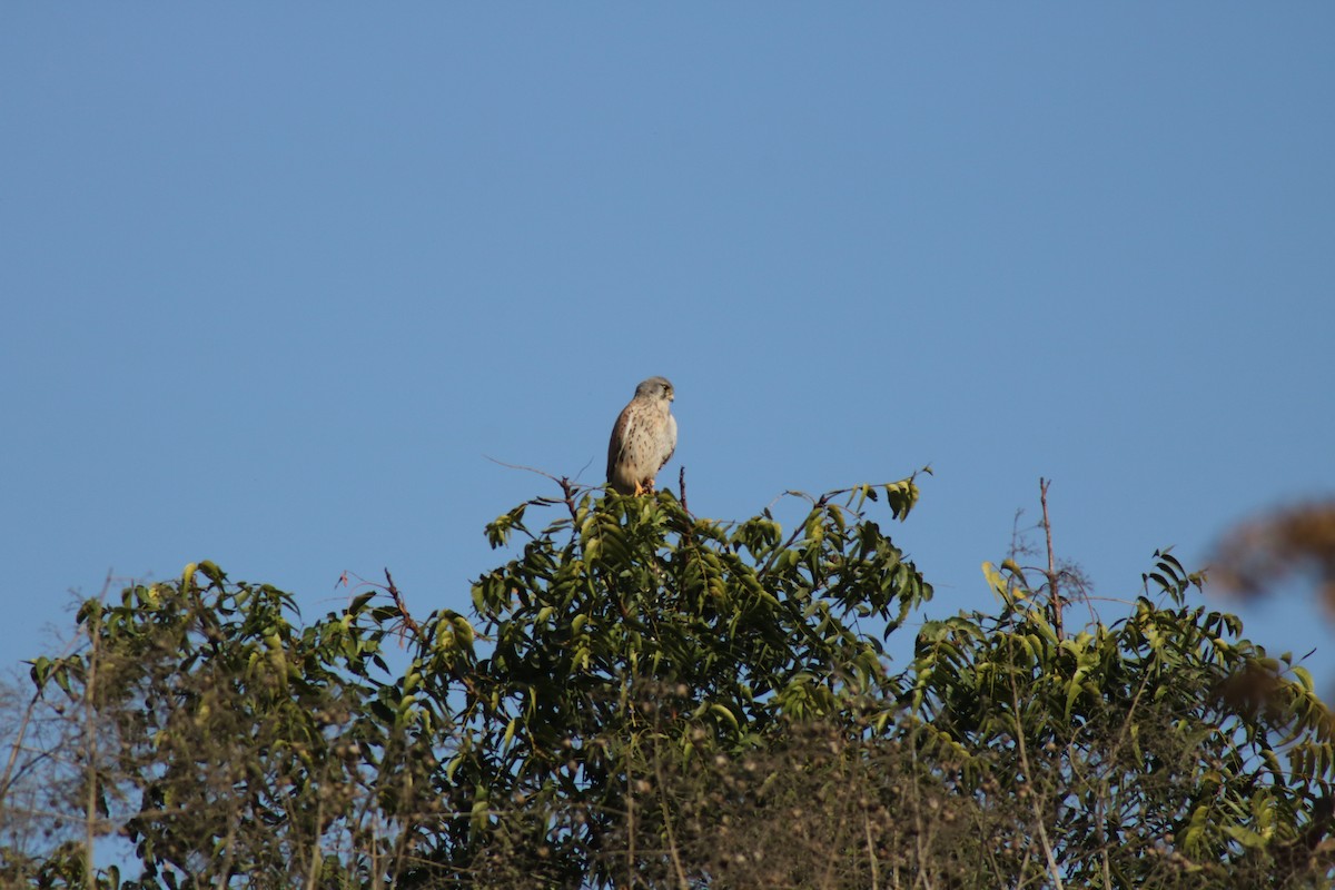 Eurasian Kestrel - ML638782129