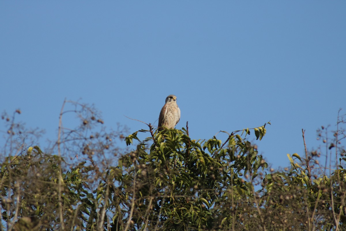 Eurasian Kestrel - ML638782130