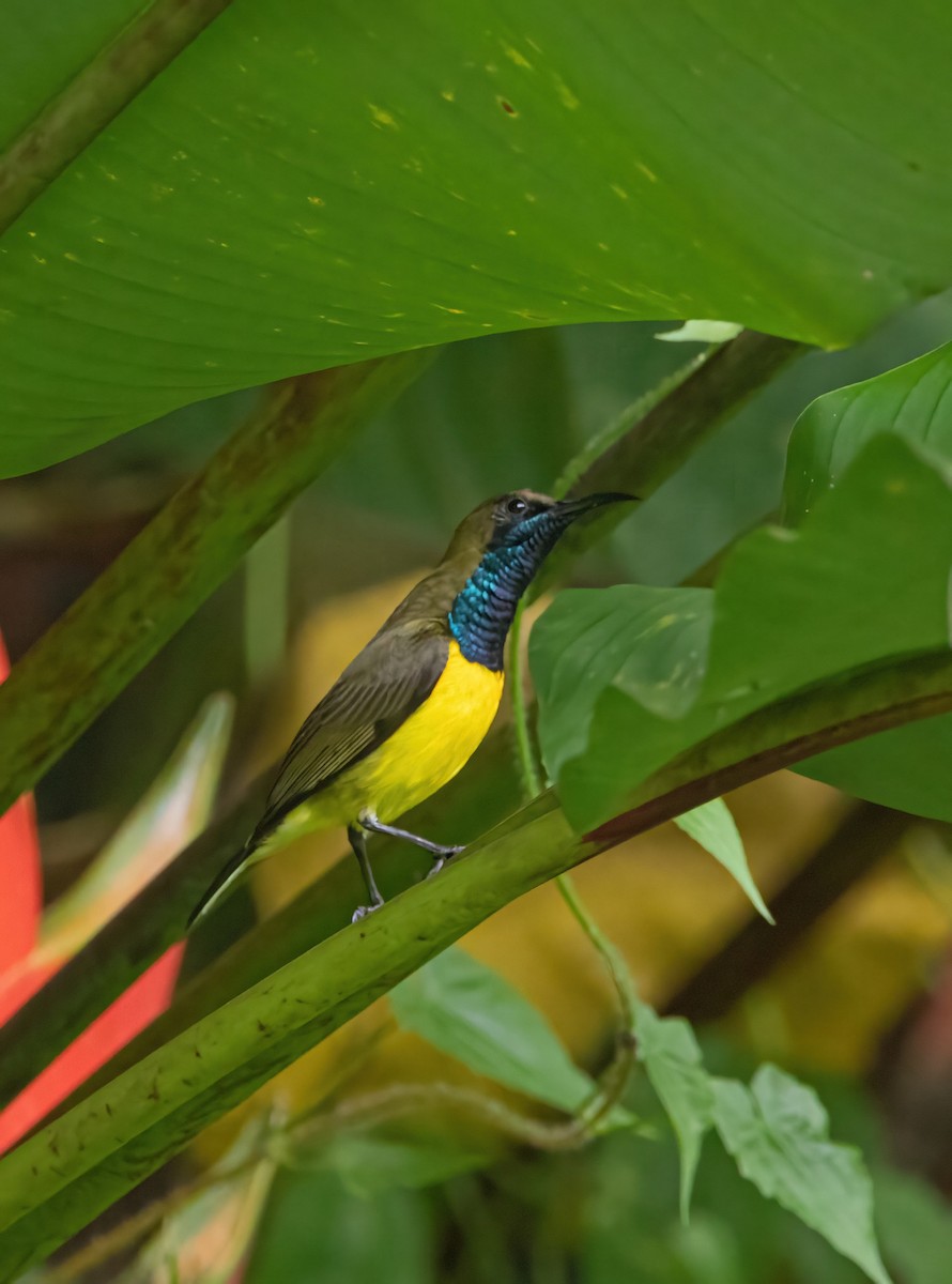 Garden Sunbird - ML638782131