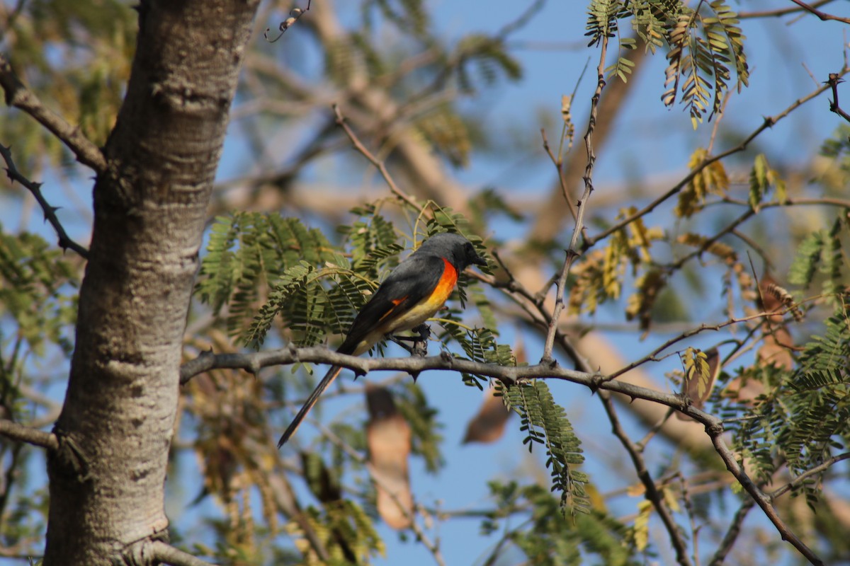 Small Minivet - ML638782132