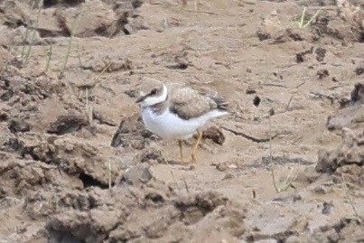 Little Ringed Plover - ML638782133