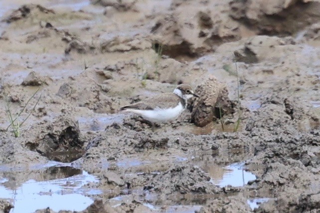 Little Ringed Plover - ML638782134