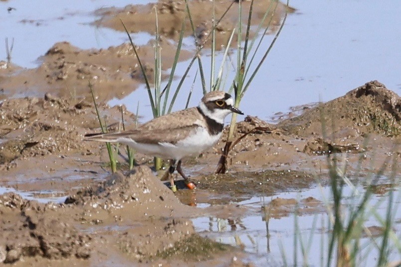 Little Ringed Plover - ML638782135
