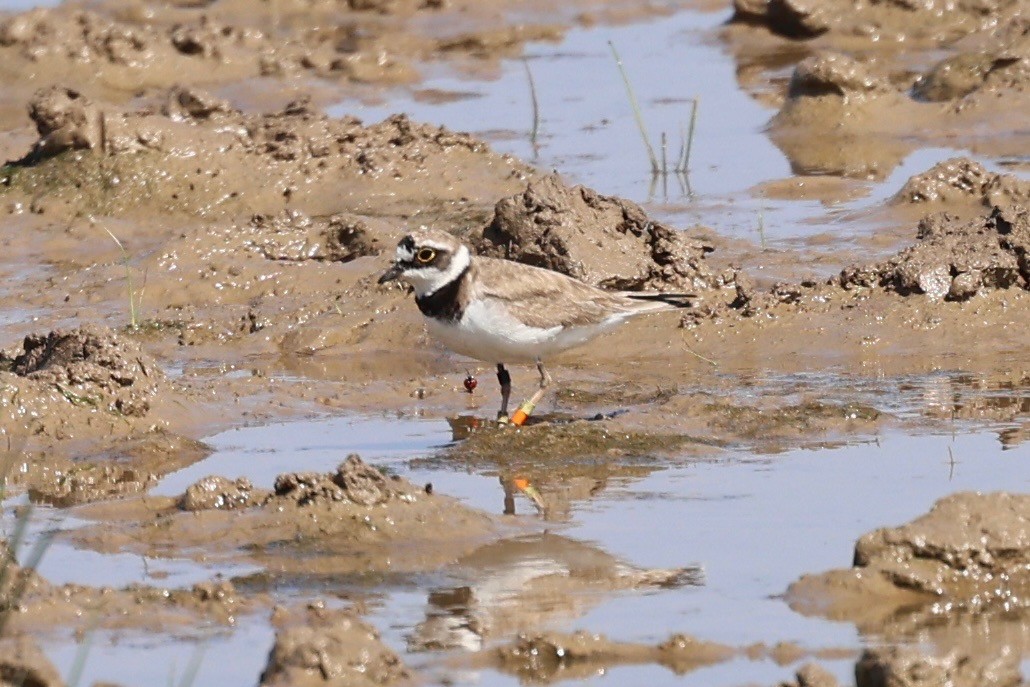 Little Ringed Plover - ML638782136