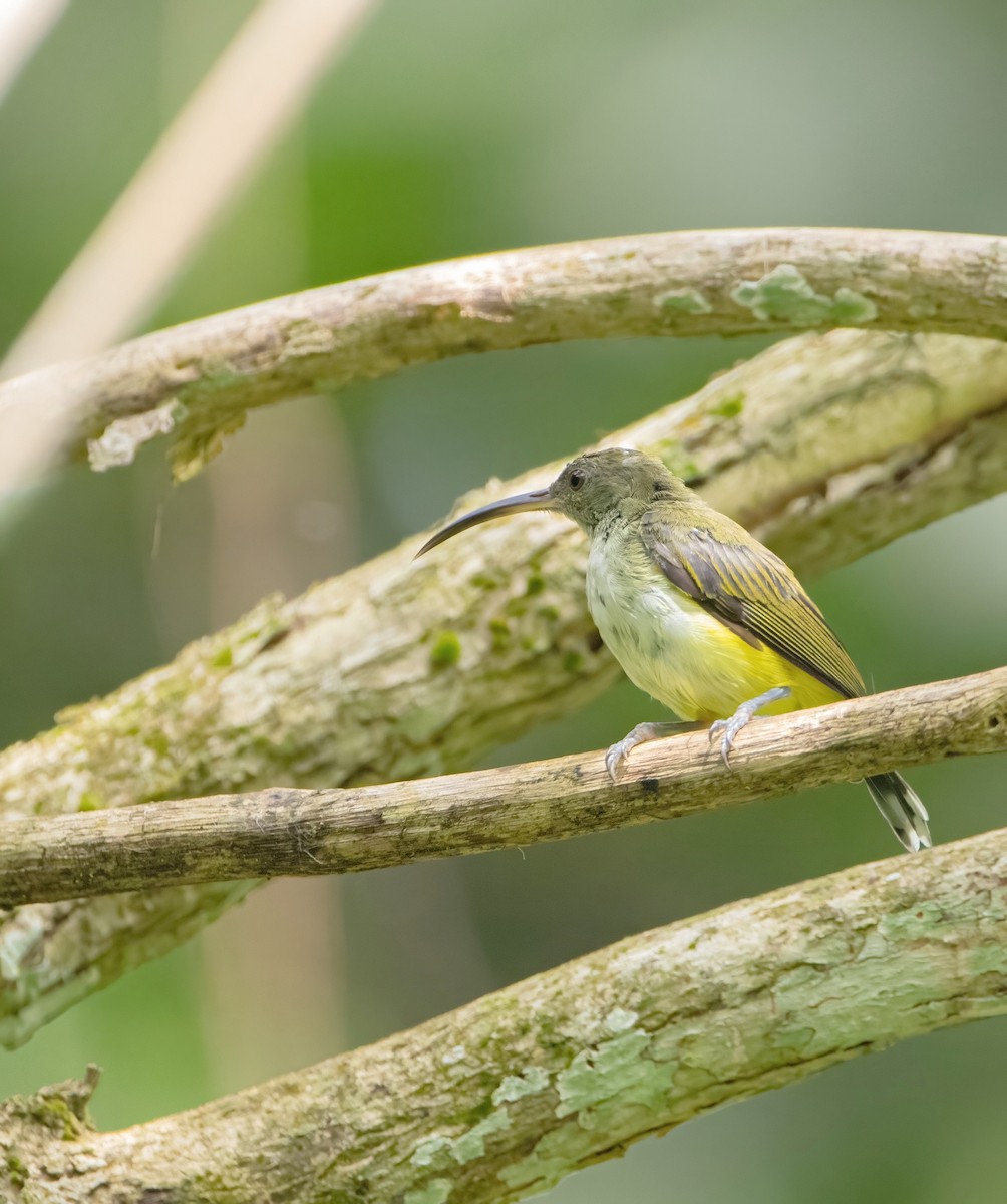 Orange-tufted Spiderhunter - ML638782137