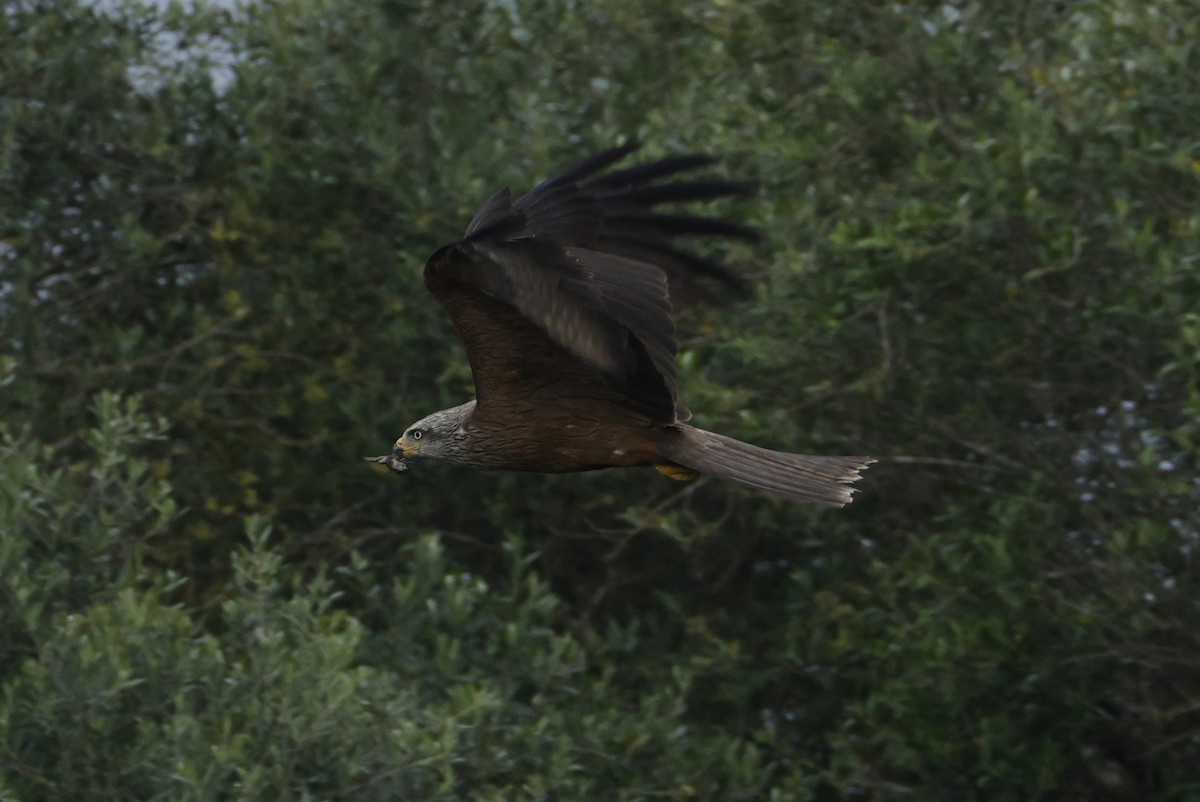 Black Kite (Black) - ML638782140