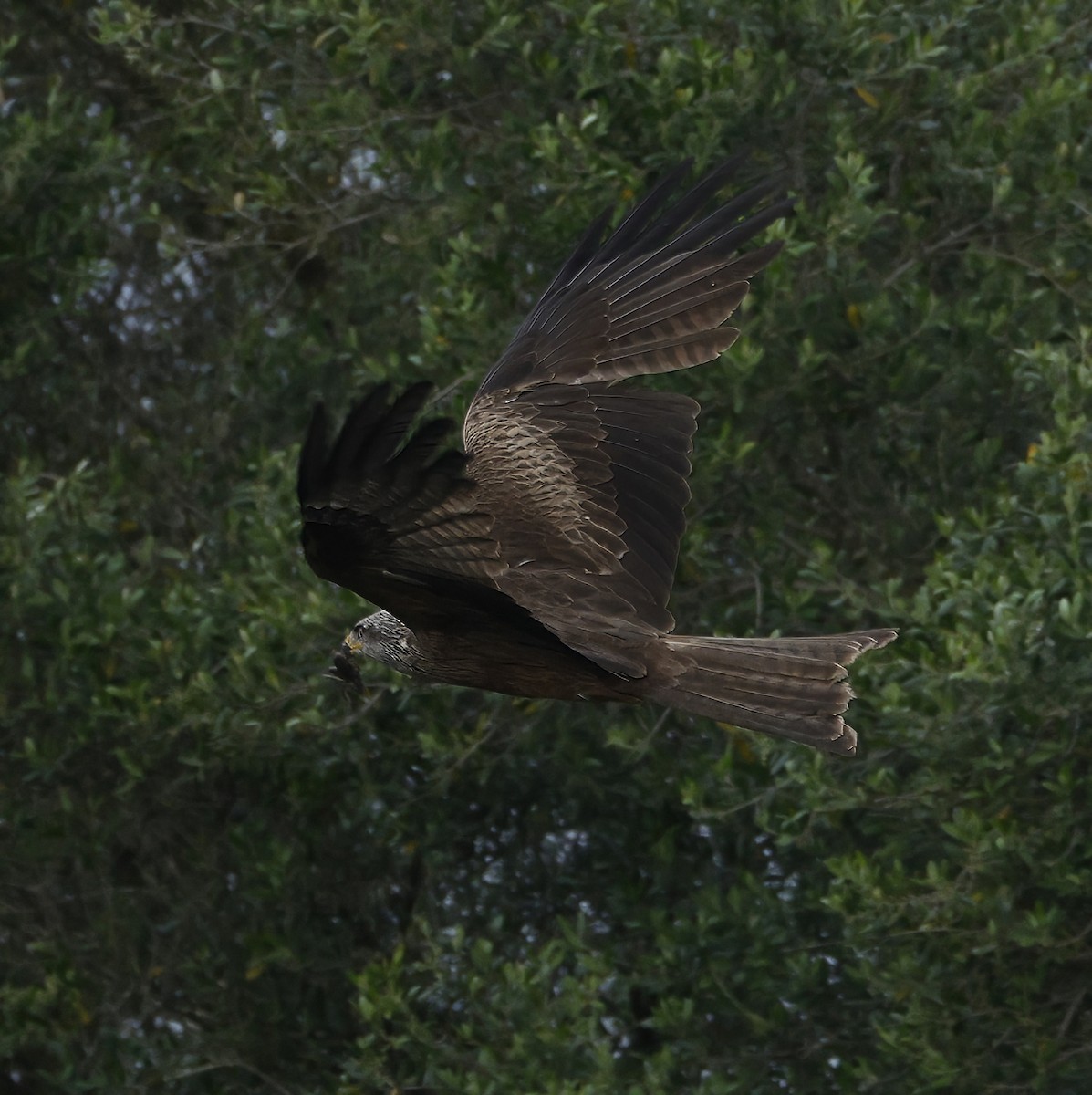 Black Kite (Black) - ML638782141