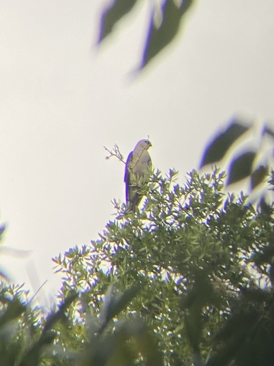 Mississippi Kite - ML638782143
