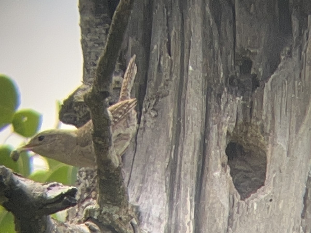 Northern House Wren - ML638782148