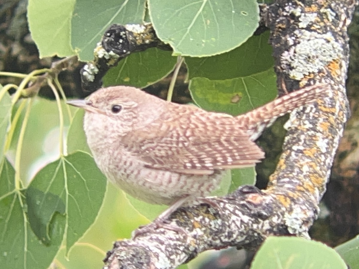 Northern House Wren - ML638782150