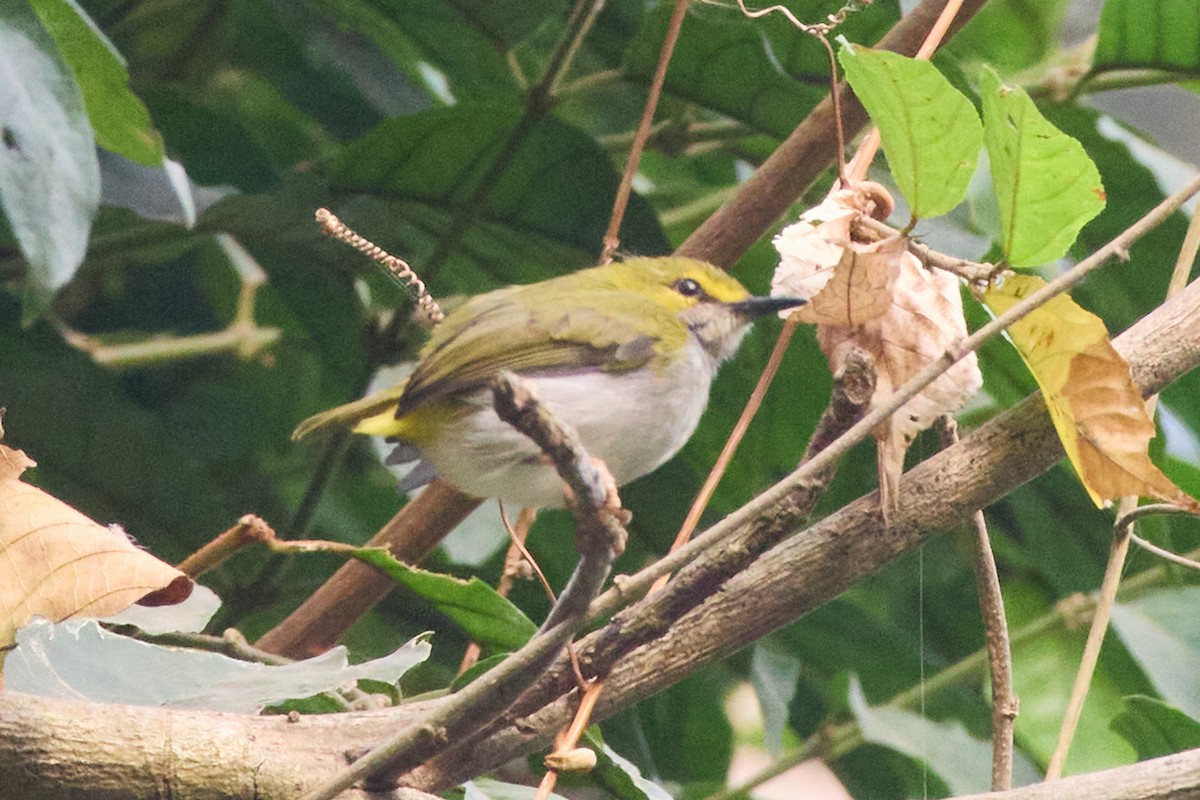 Yellow-browed Camaroptera - ML638782152