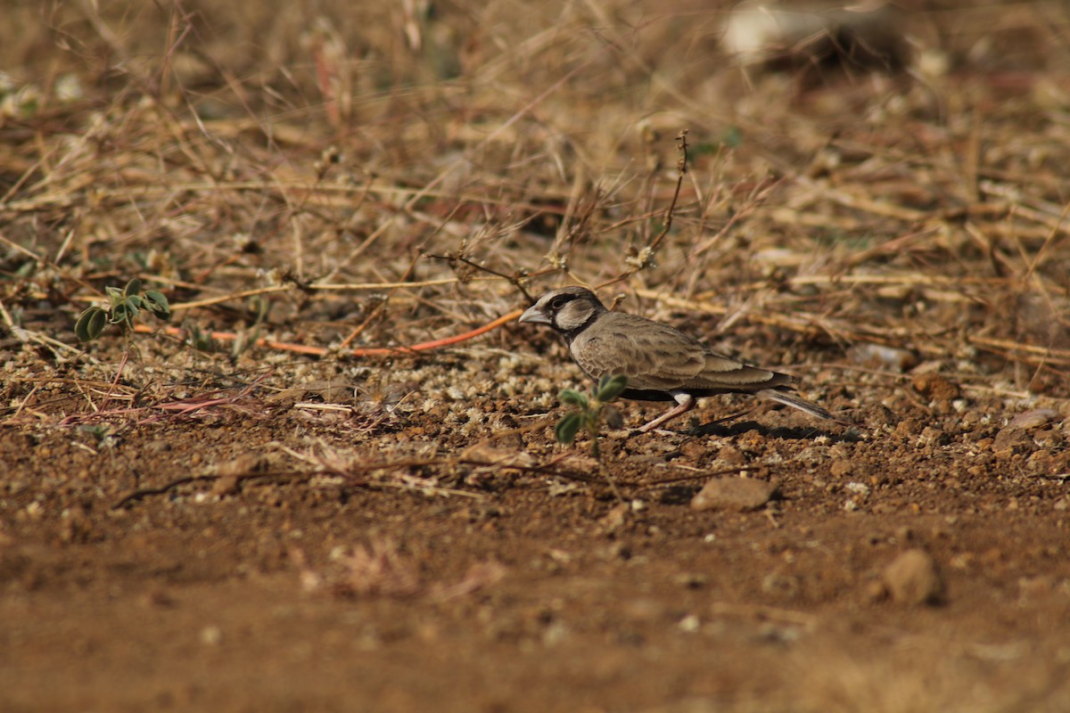 Ashy-crowned Sparrow-Lark - ML638782161