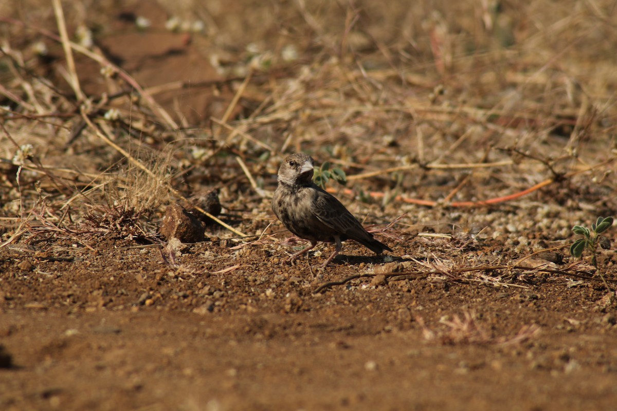 Ashy-crowned Sparrow-Lark - ML638782162