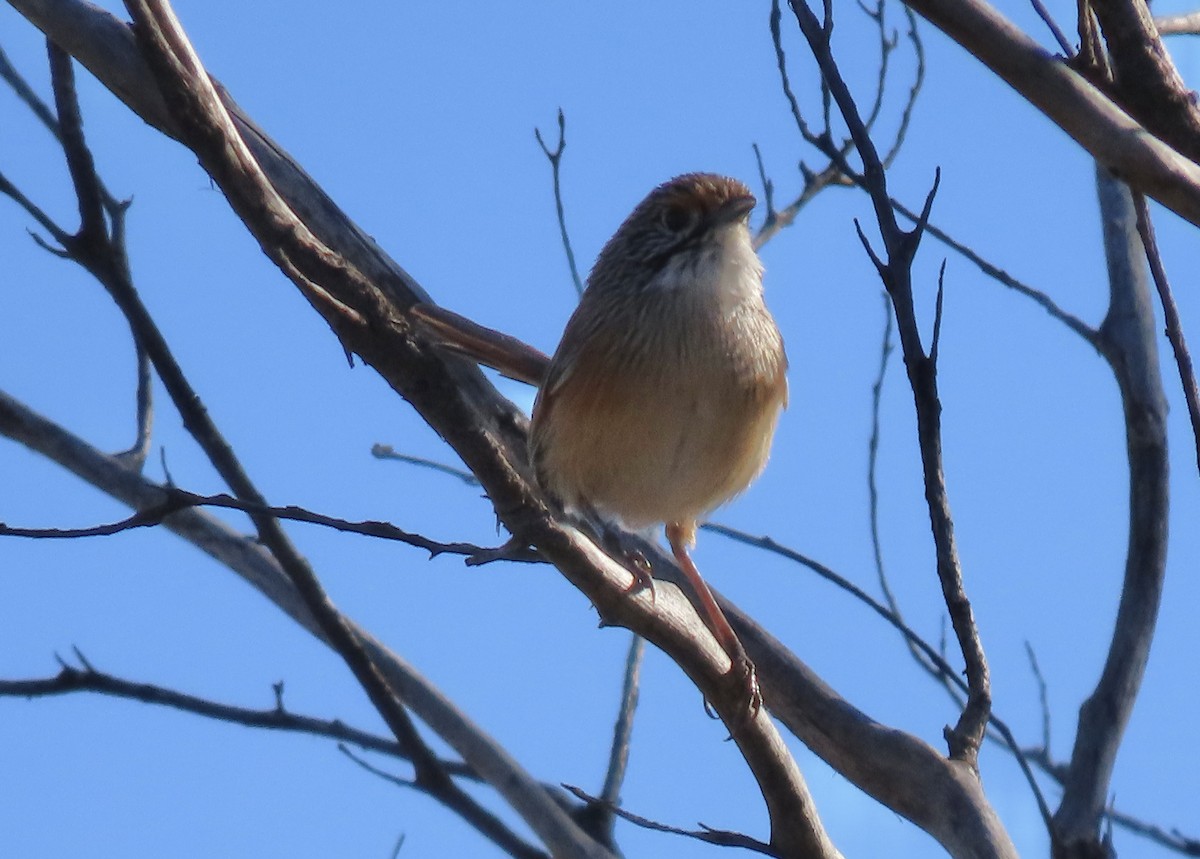 Opalton Grasswren - ML638782163