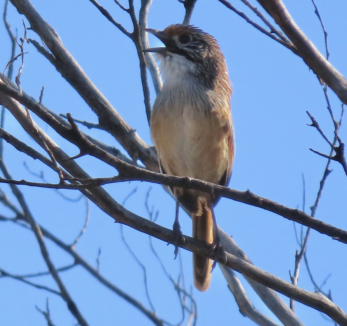 Opalton Grasswren - ML638782164