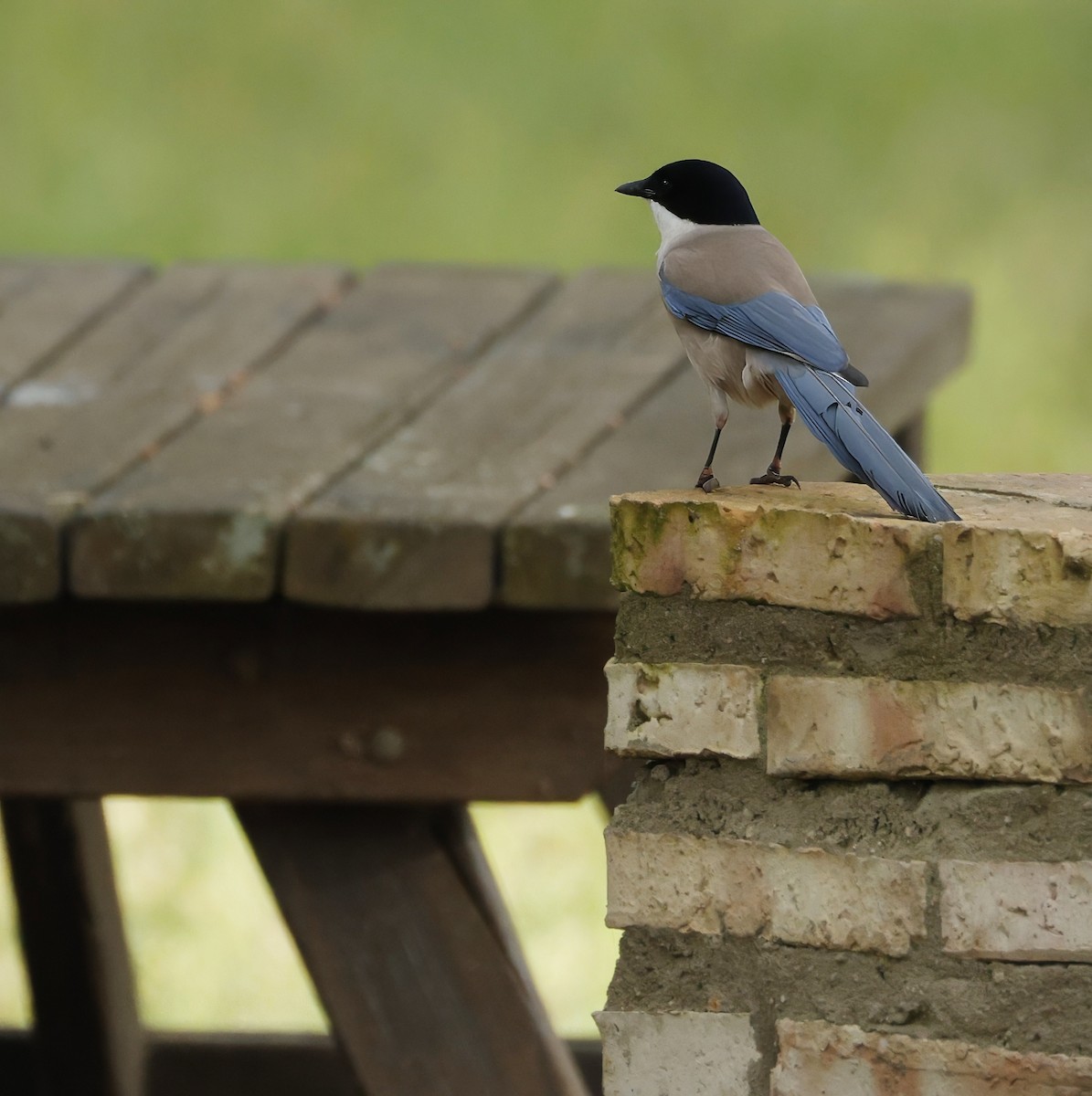 Iberian Magpie - ML638782166