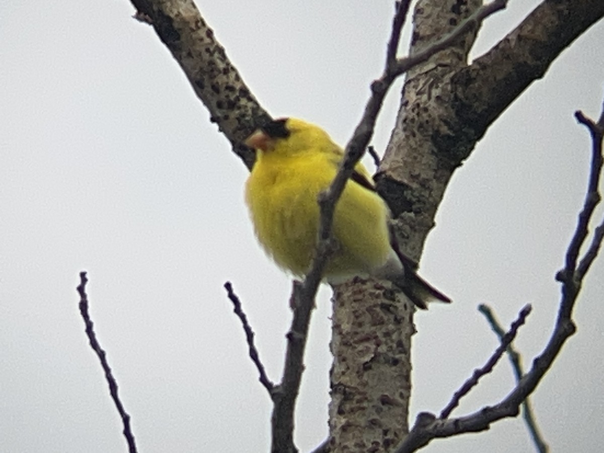 American Goldfinch - ML638782171
