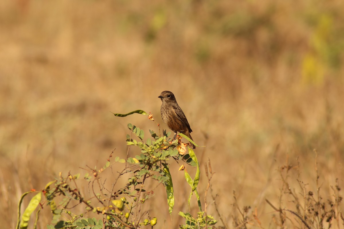 Pied Bushchat - ML638782172