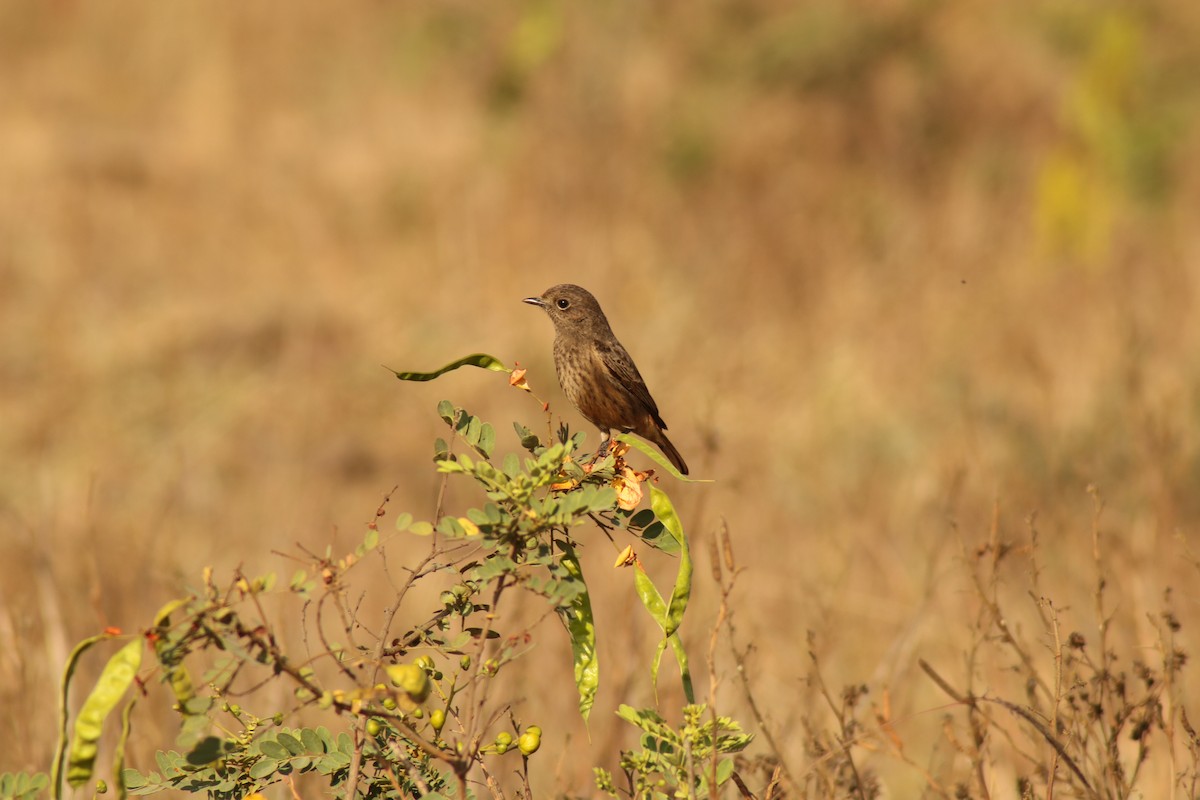Pied Bushchat - ML638782173