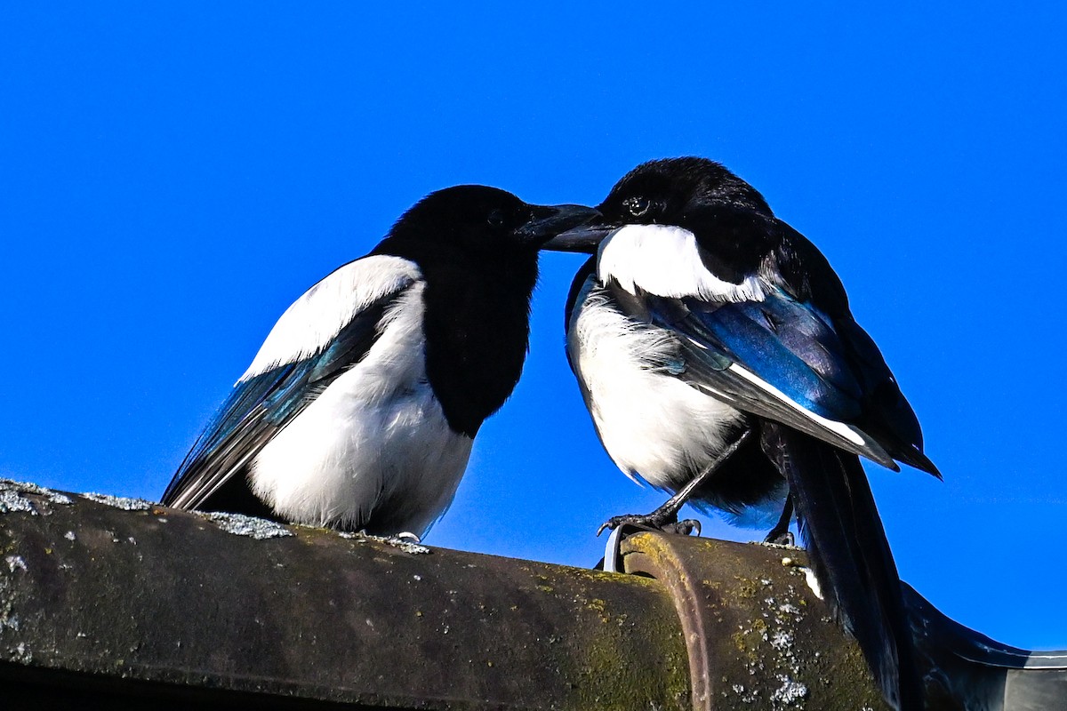 Eurasian Magpie - ML638782174