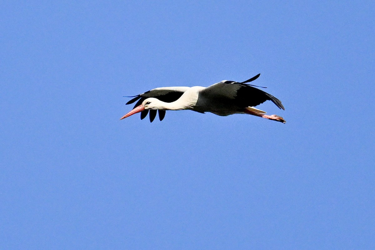 White Stork - ML638782175