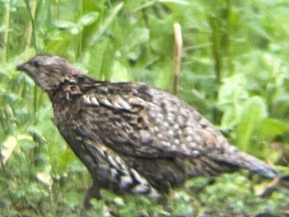Ruffed Grouse - ML638782176