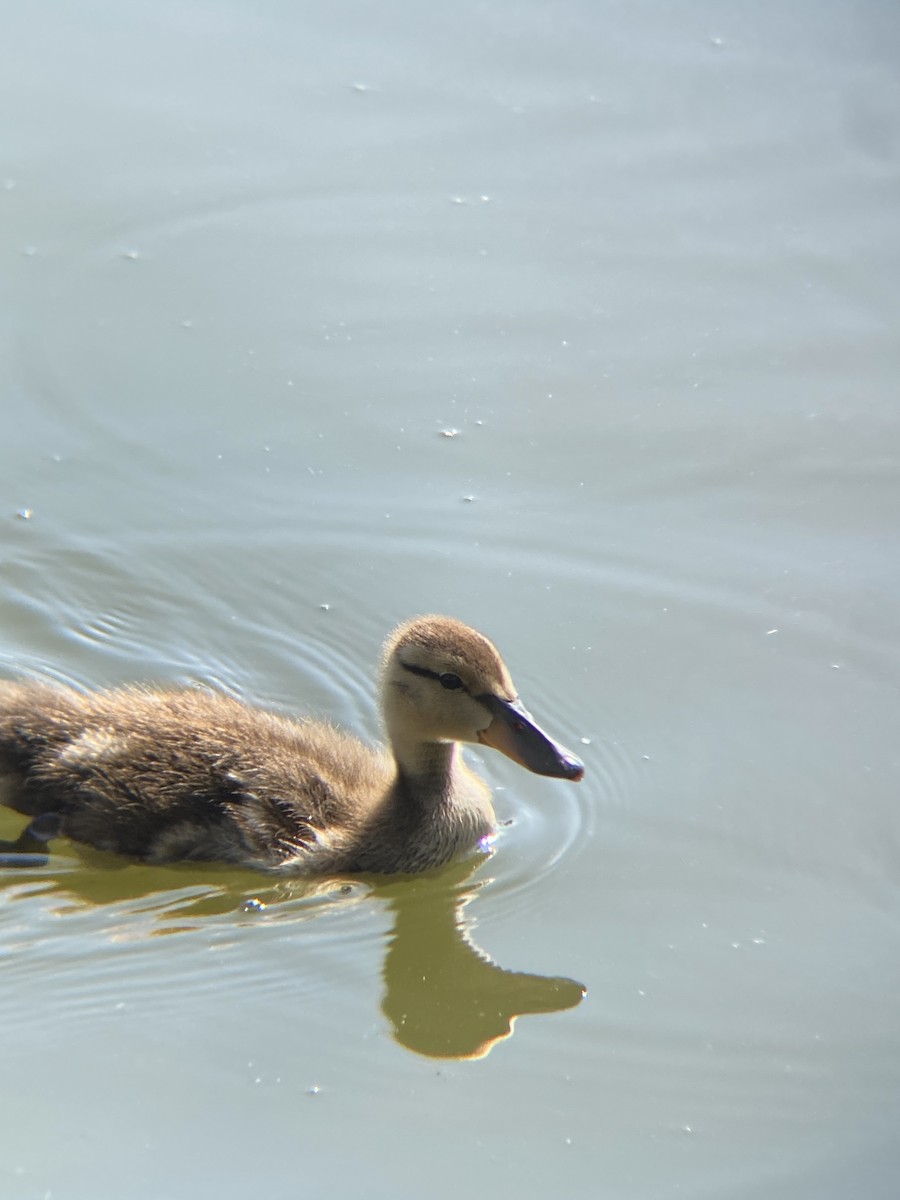 Mallard - ML638782177