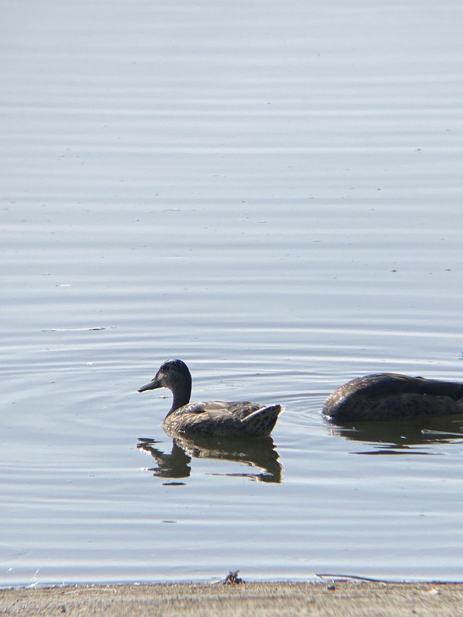 Mallard - ML638782178