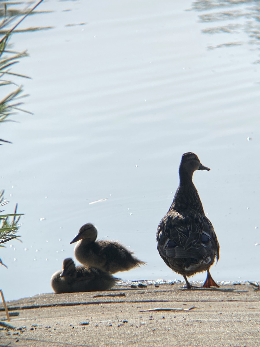 Mallard - ML638782179