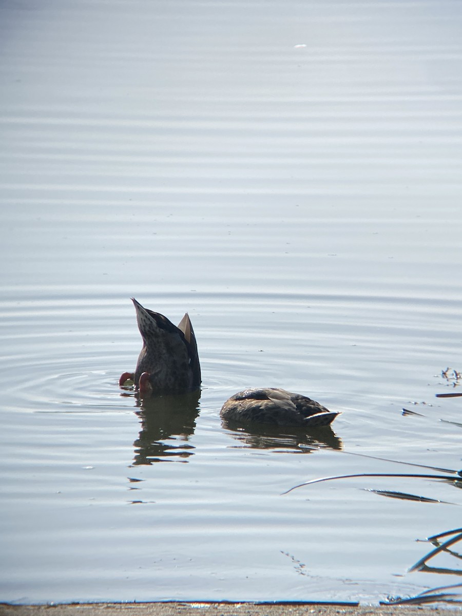 Mallard - ML638782180