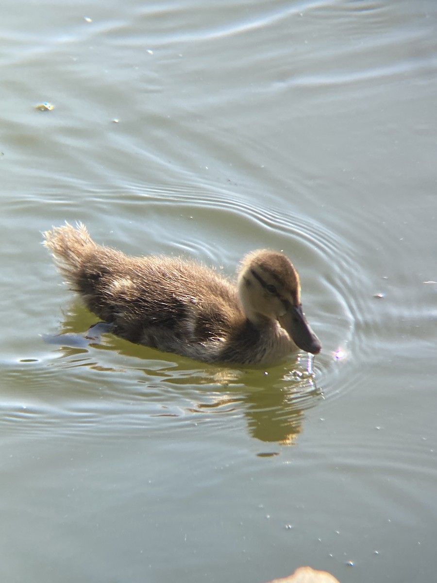 Mallard - ML638782183