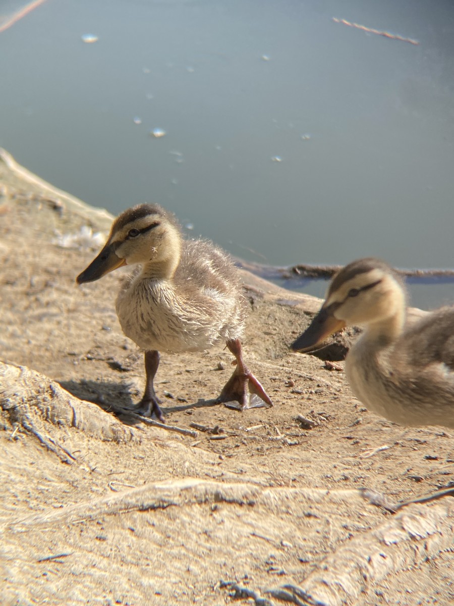 Mallard - ML638782184