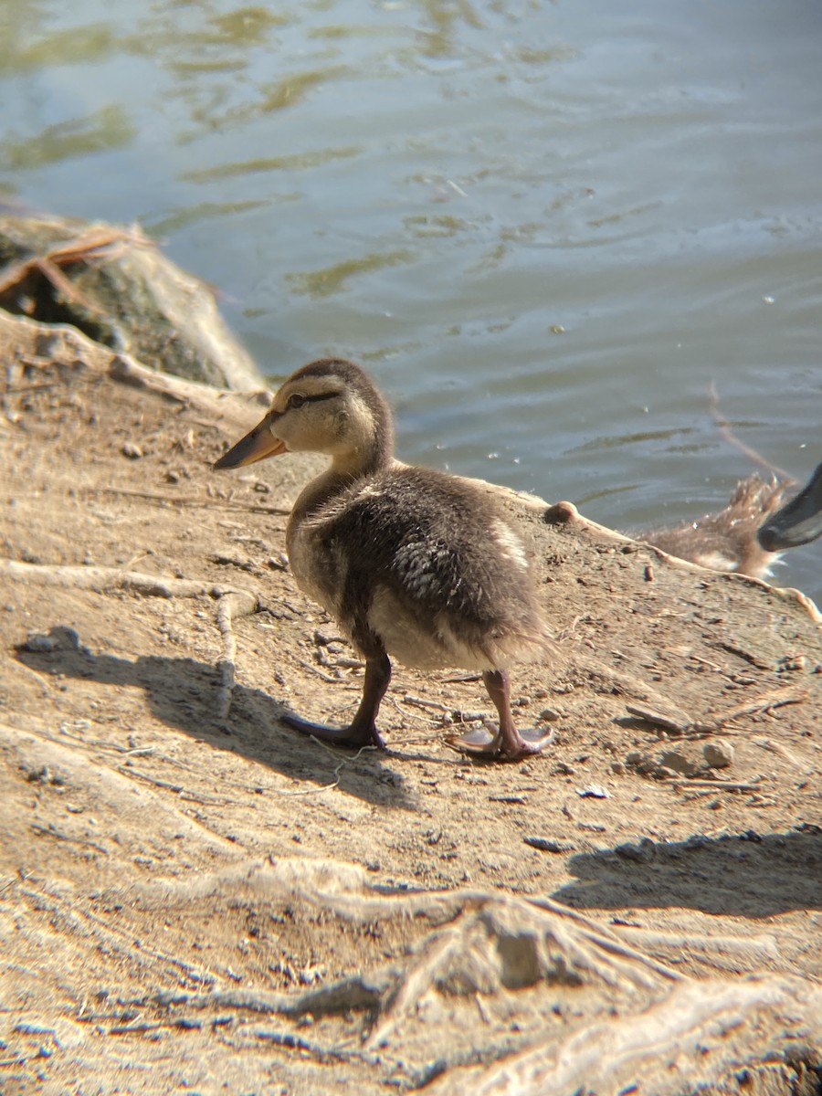 Mallard - ML638782185