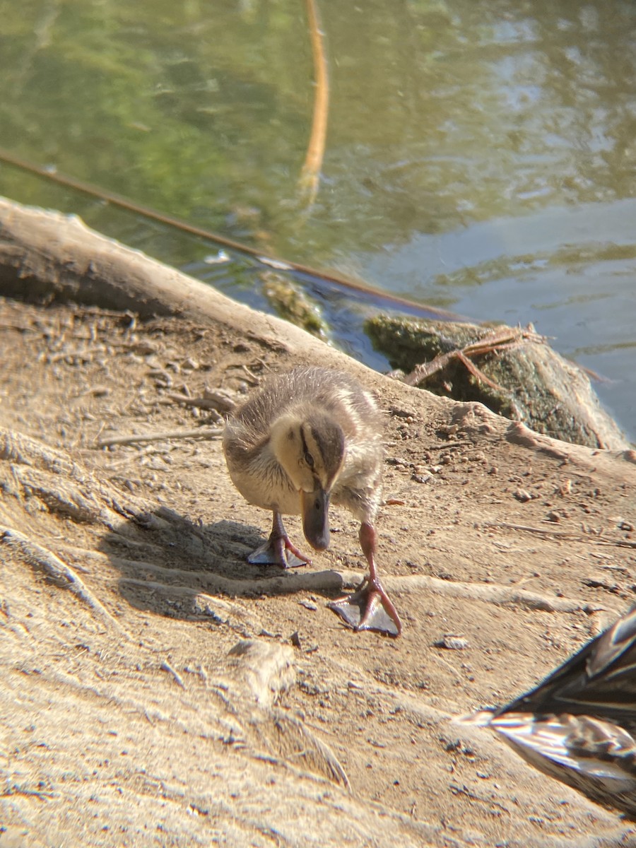 Mallard - ML638782186