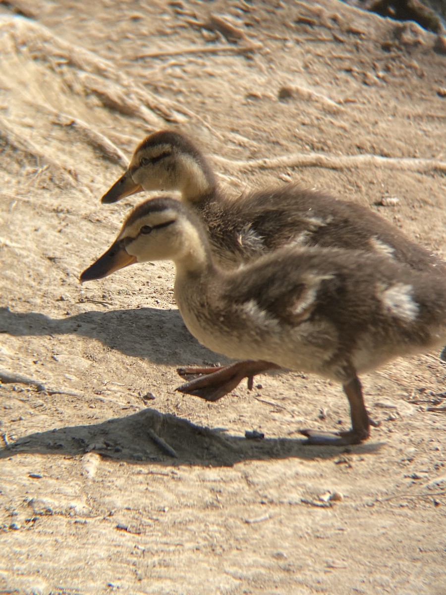 Mallard - ML638782187