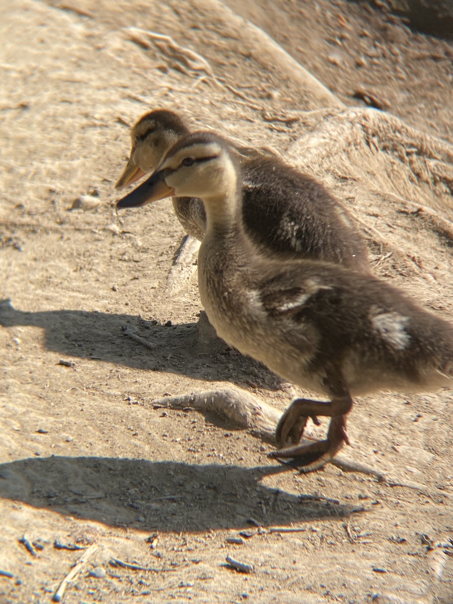 Mallard - ML638782188