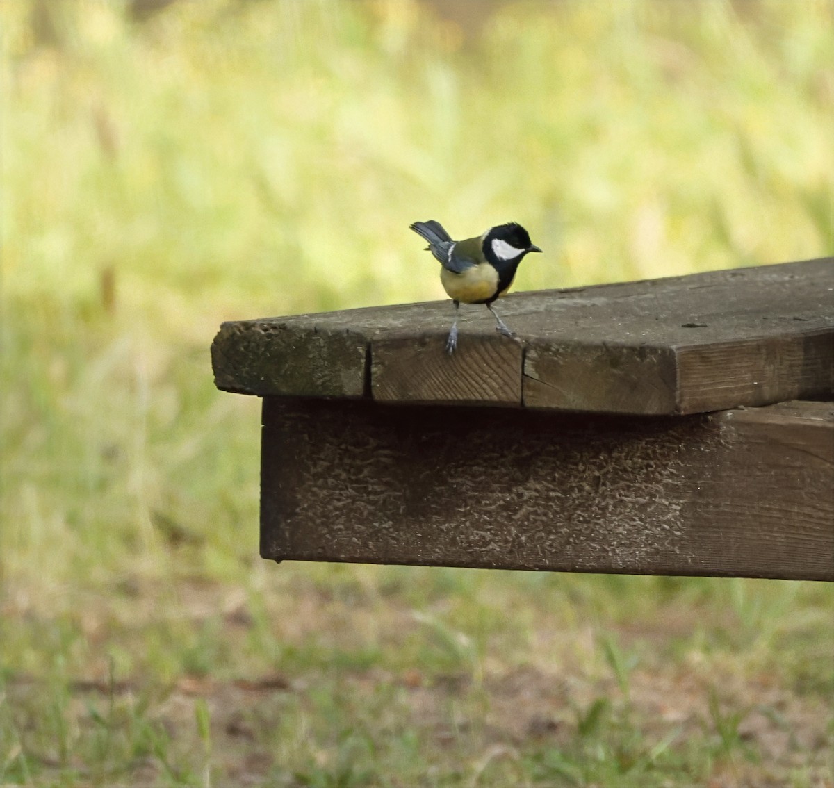 Great Tit (Great) - ML638782189