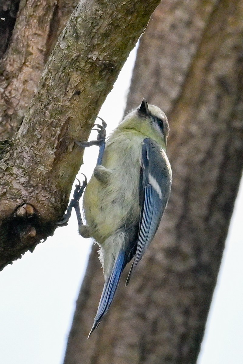 Eurasian Blue Tit - ML638782190