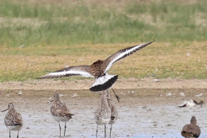 Black-tailed Godwit - ML638782201