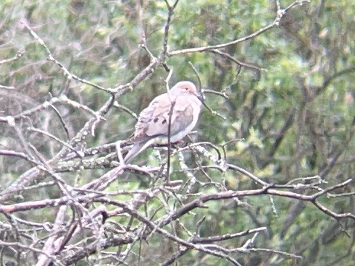 Mourning Dove - ML638782202
