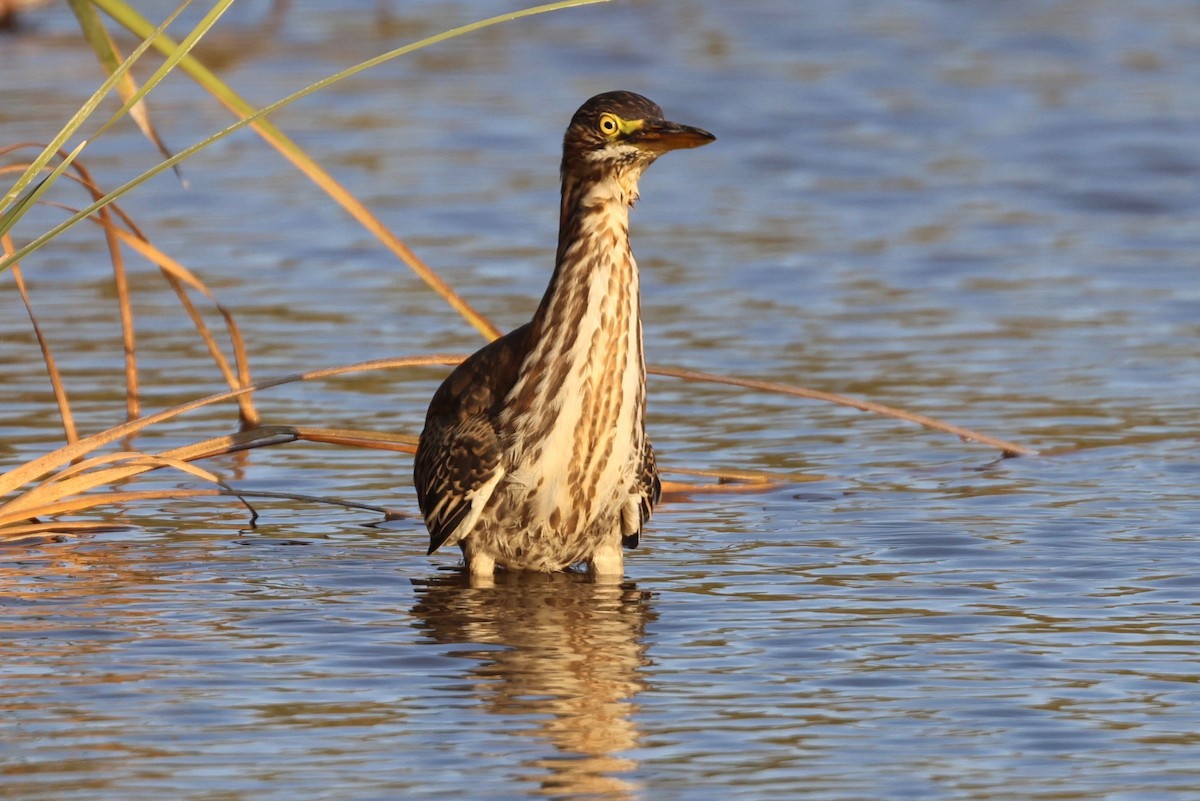 Green Heron - ML638782204